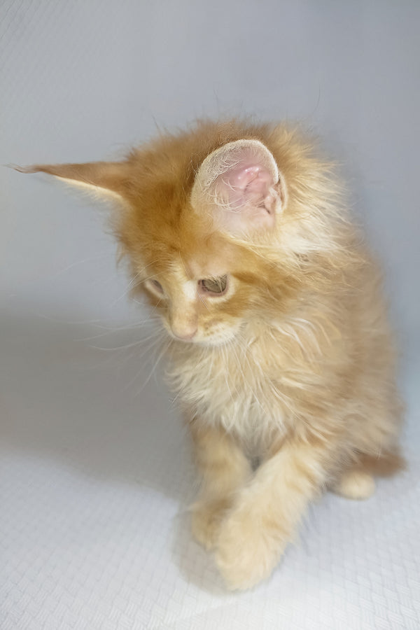 Bentley | Maine Coon Kitten