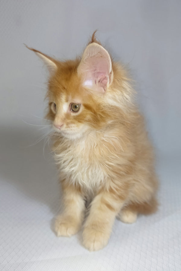 Bentley | Maine Coon Kitten