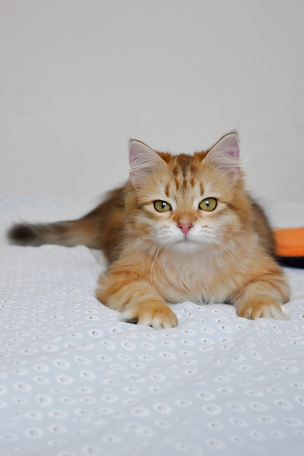 Betty | Siberian Kitten