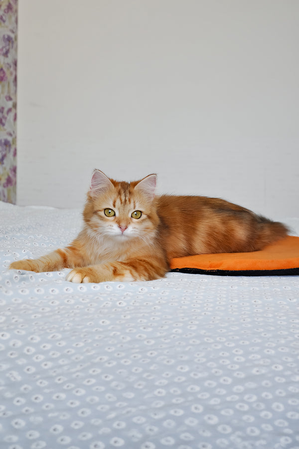 Betty | Siberian Kitten