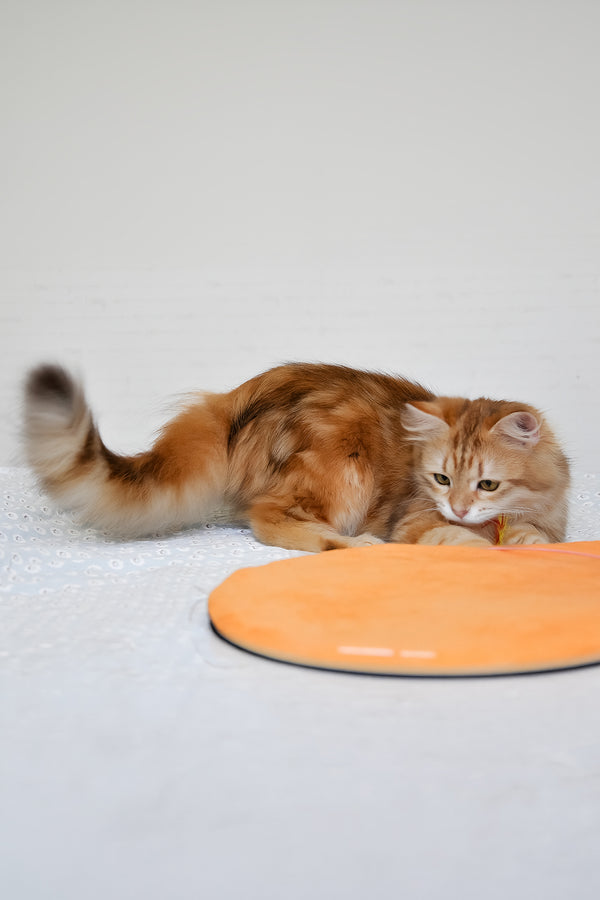 Betty | Siberian Kitten