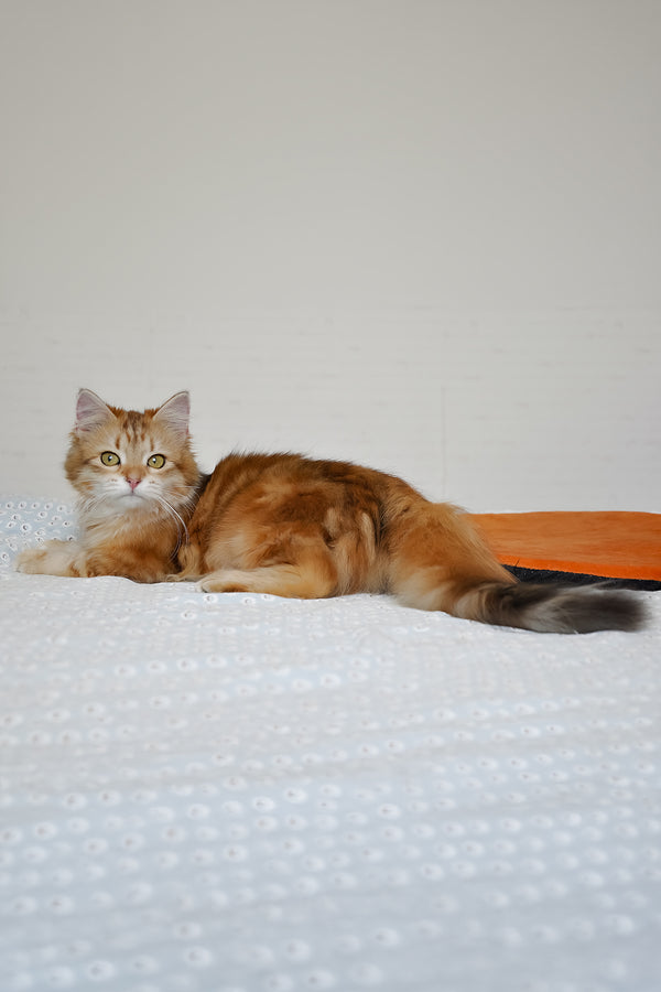 Betty | Siberian Kitten