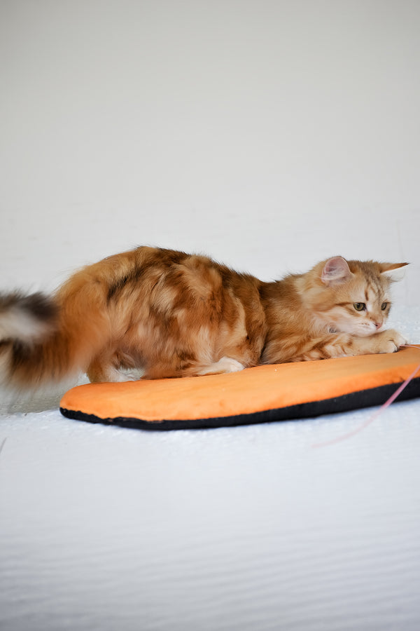 Betty | Siberian Kitten