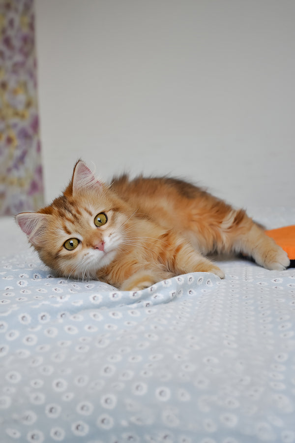 Betty | Siberian Kitten