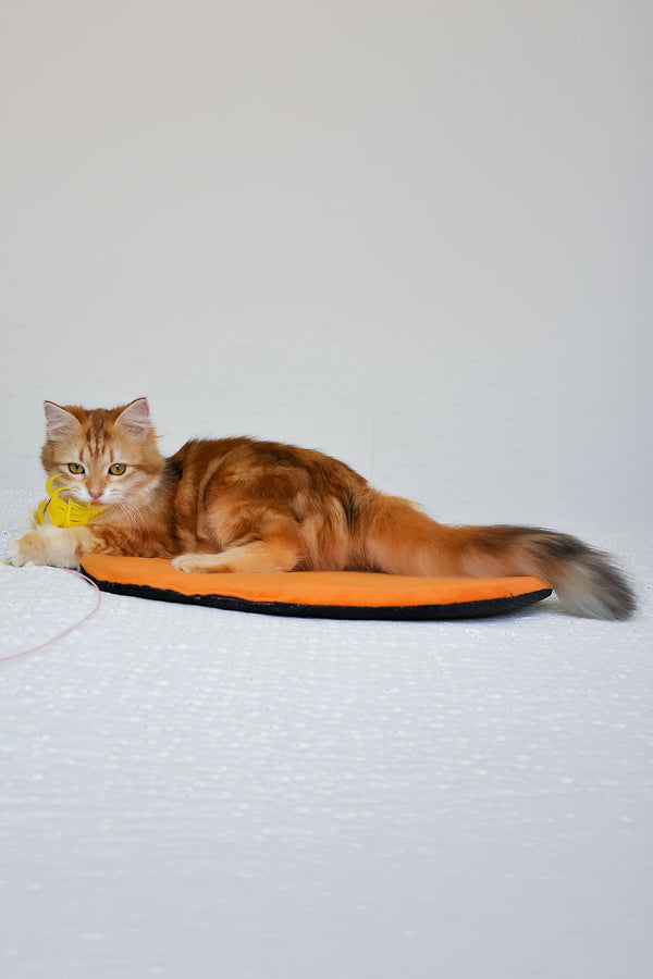 Betty | Siberian Kitten