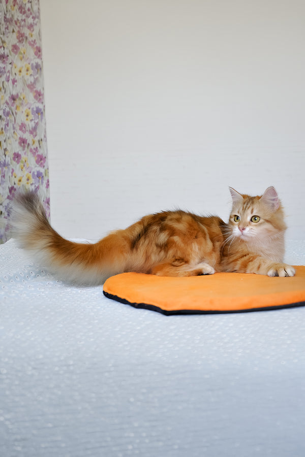 Betty | Siberian Kitten