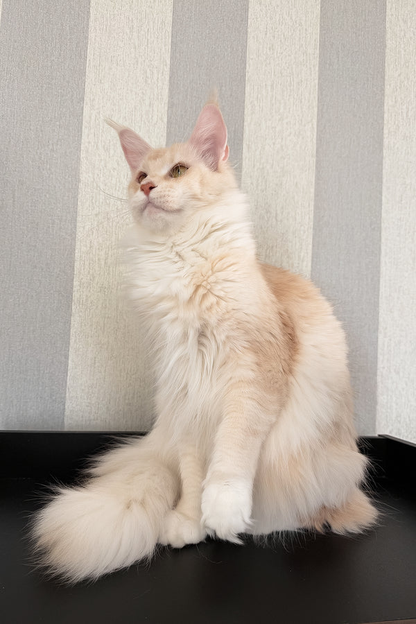 Betty | Maine Coon Kitten