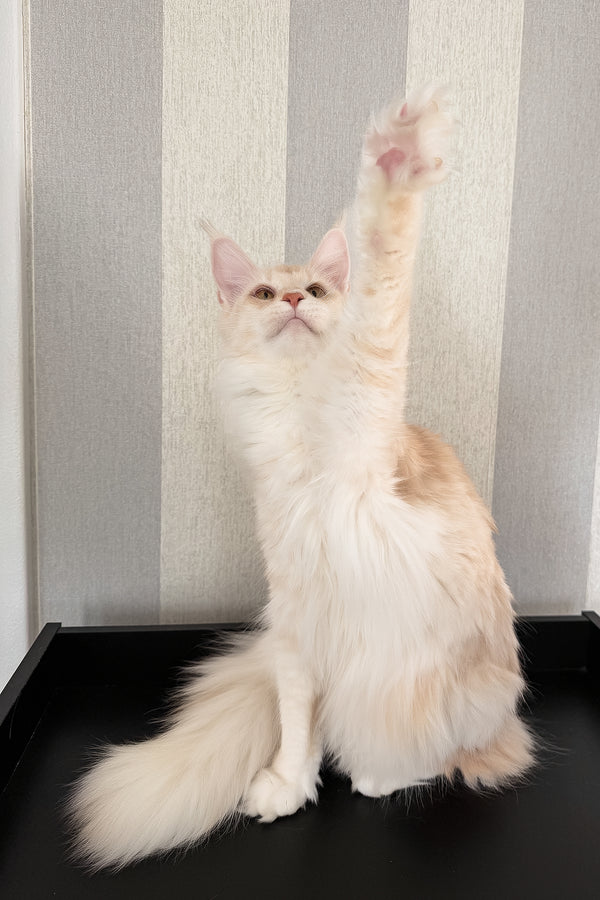 Betty | Maine Coon Kitten