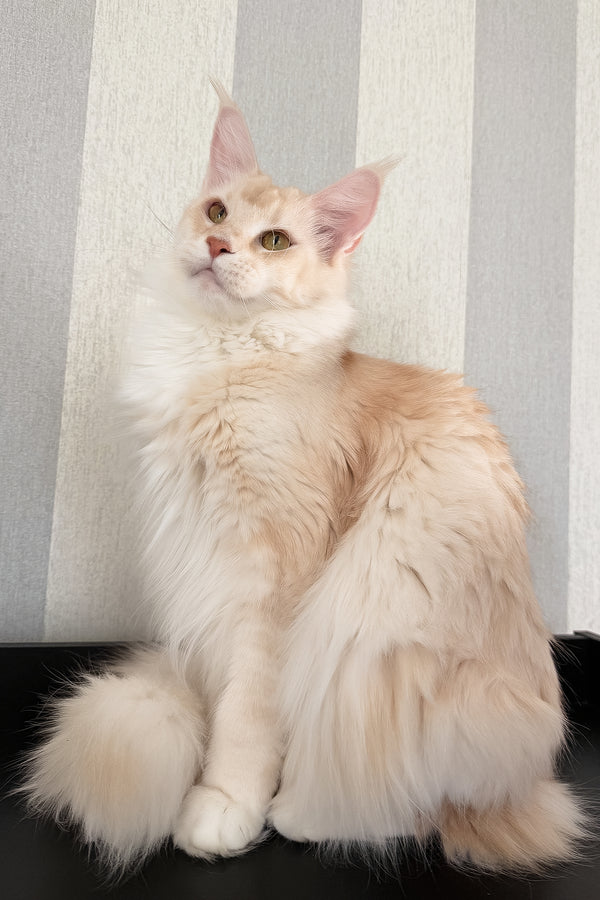 Betty | Maine Coon Kitten