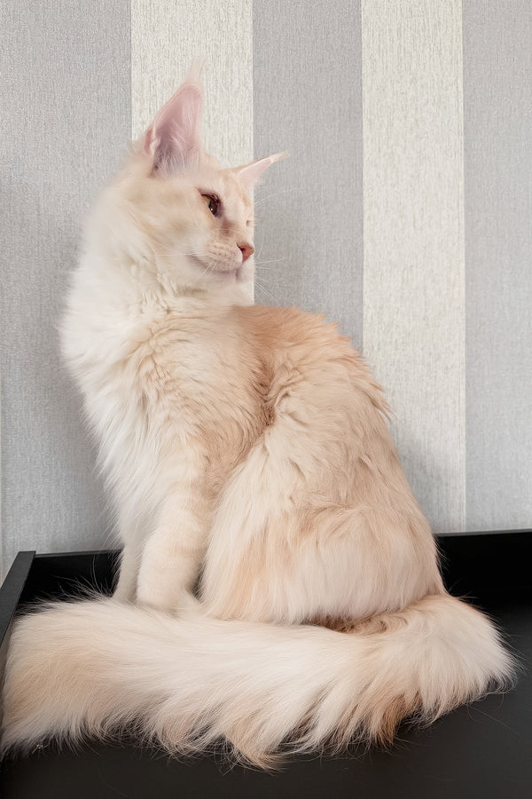 Betty | Maine Coon Kitten