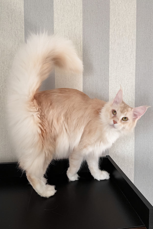 Betty | Maine Coon Kitten