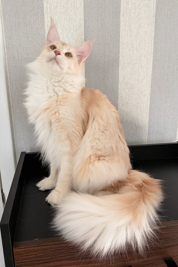 Betty | Maine Coon Kitten