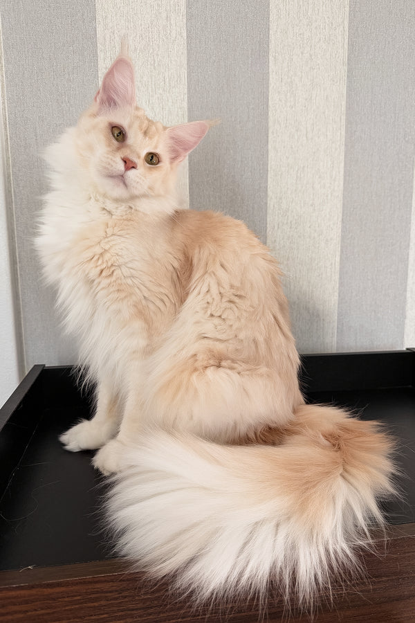 Betty | Maine Coon Kitten