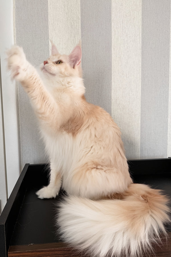 Betty | Maine Coon Kitten