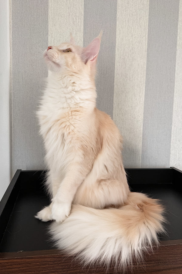 Betty | Maine Coon Kitten