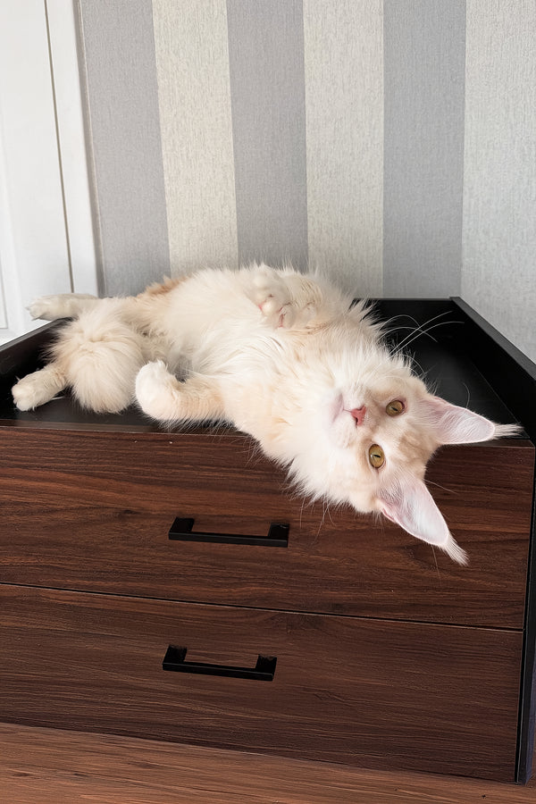 Betty | Maine Coon Kitten