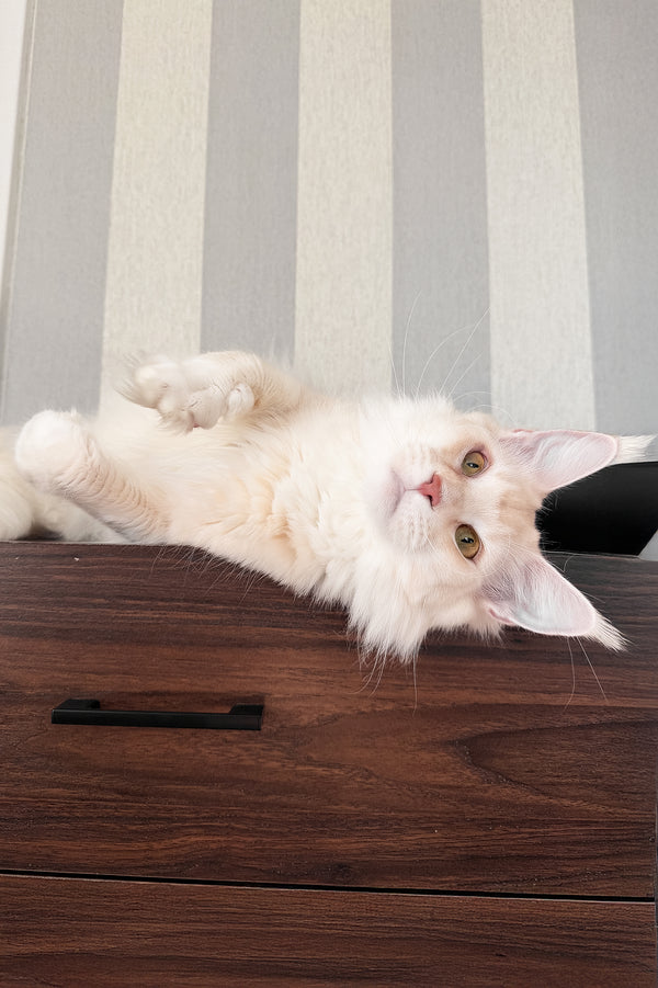 Betty | Maine Coon Kitten