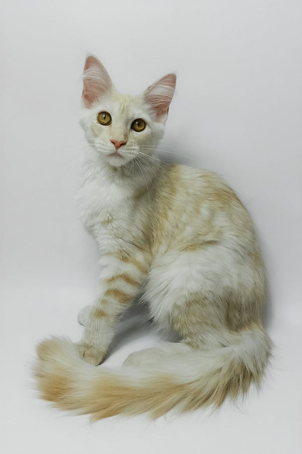 Bianca | Maine Coon Kitten