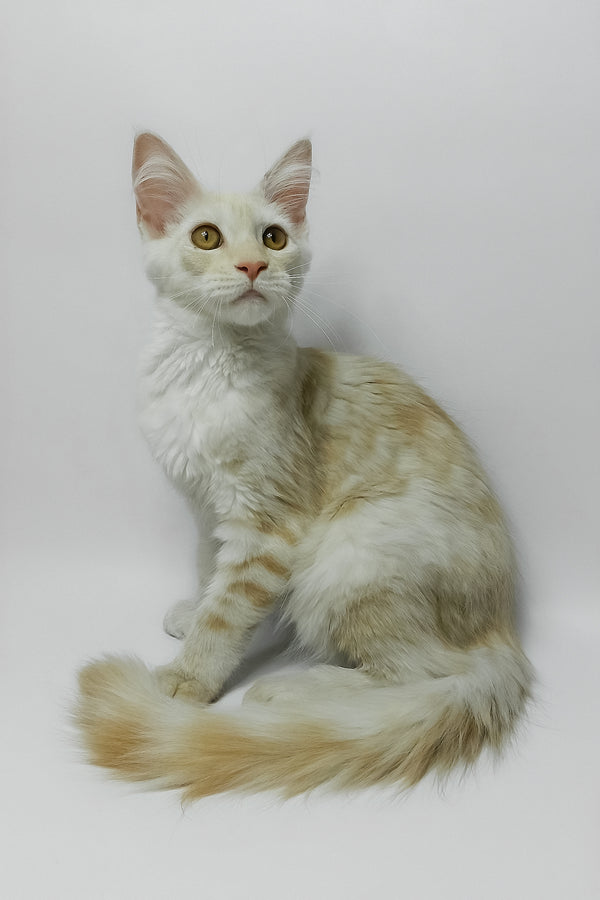 Bianca | Maine Coon Kitten