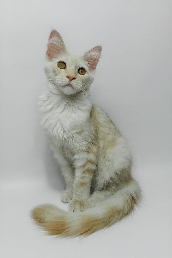 Bianca | Maine Coon Kitten