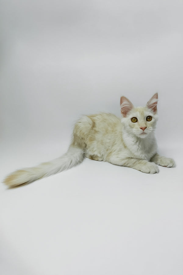 Bianca | Maine Coon Kitten