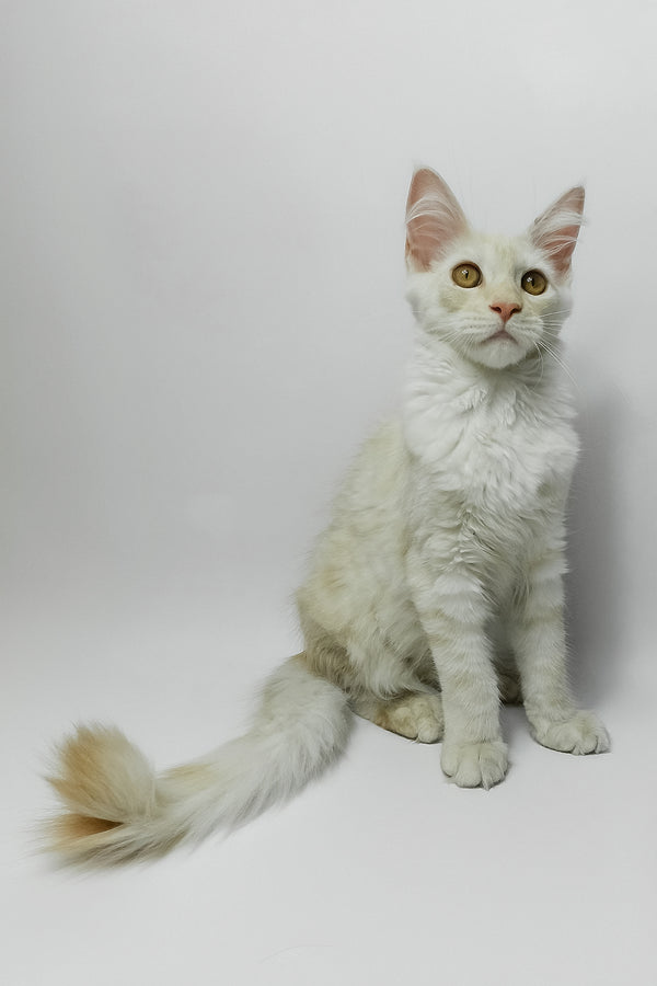 Bianca | Maine Coon Kitten