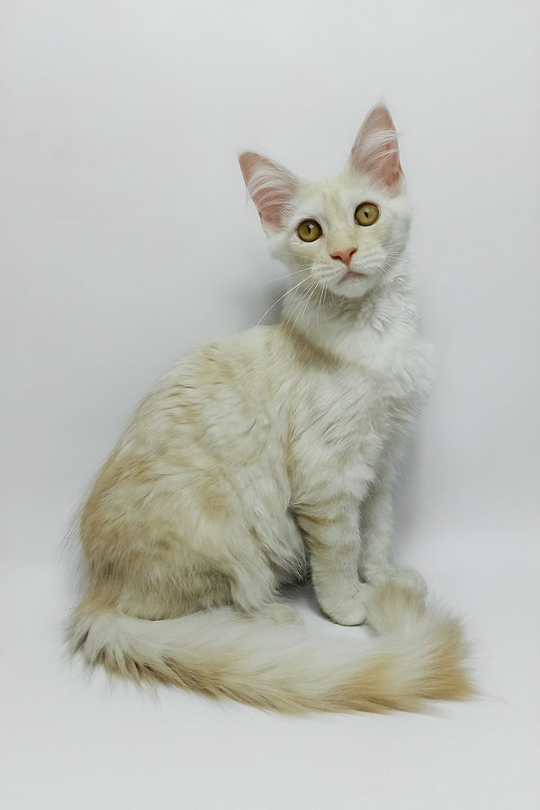 Bianca | Maine Coon Kitten