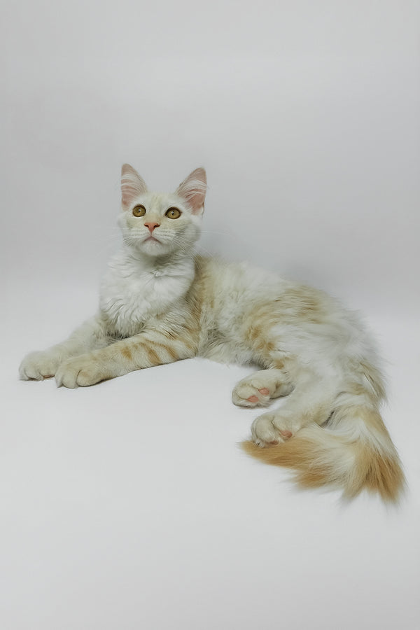Bianca | Maine Coon Kitten