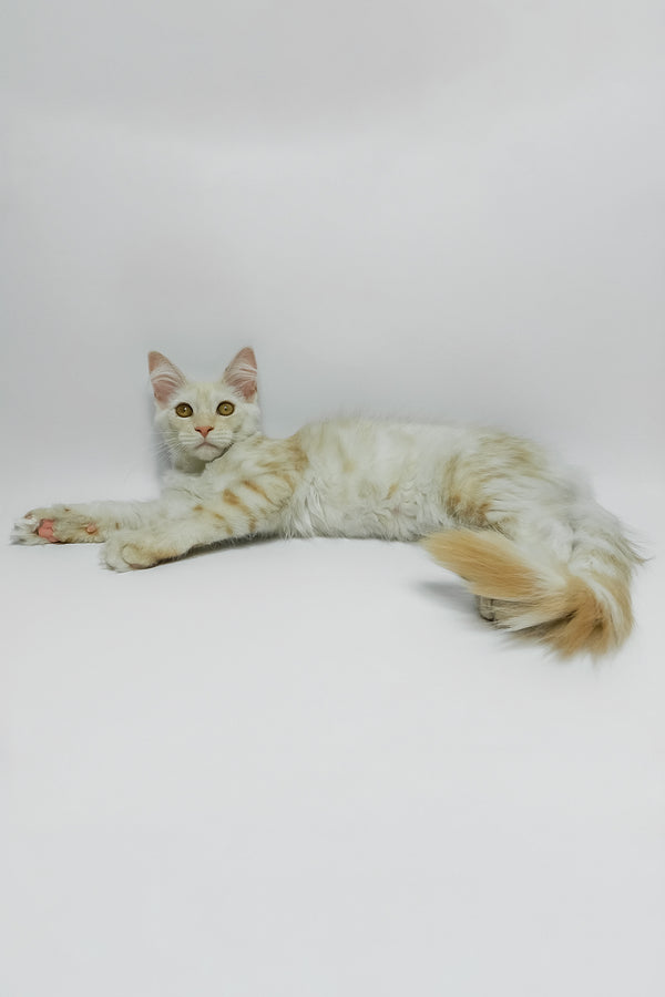 Bianca | Maine Coon Kitten