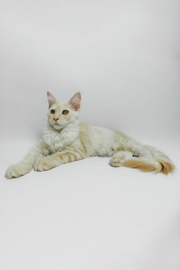 Bianca | Maine Coon Kitten