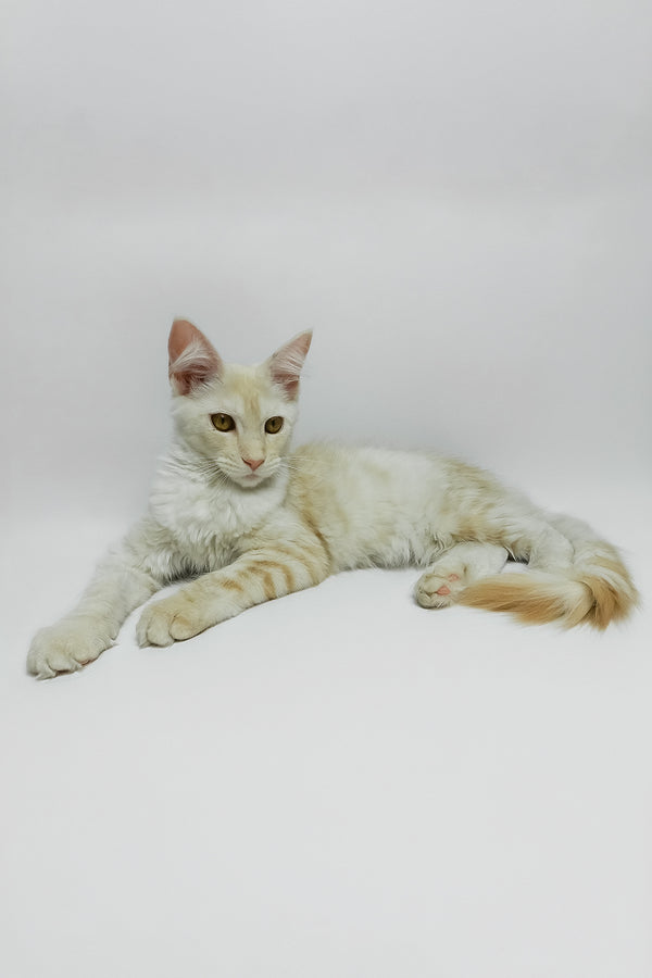 Bianca | Maine Coon Kitten