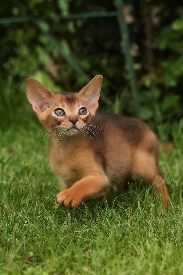 Billy | Abyssinian Kitten