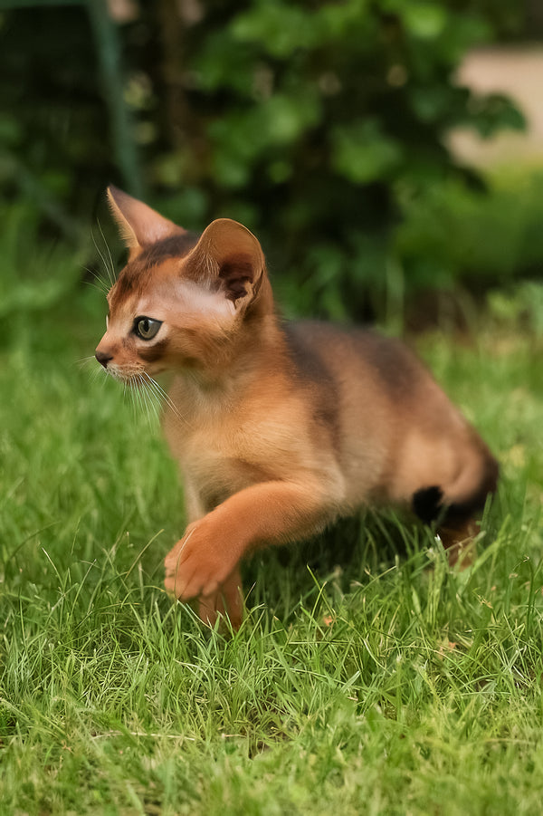 Billy | Abyssinian Kitten