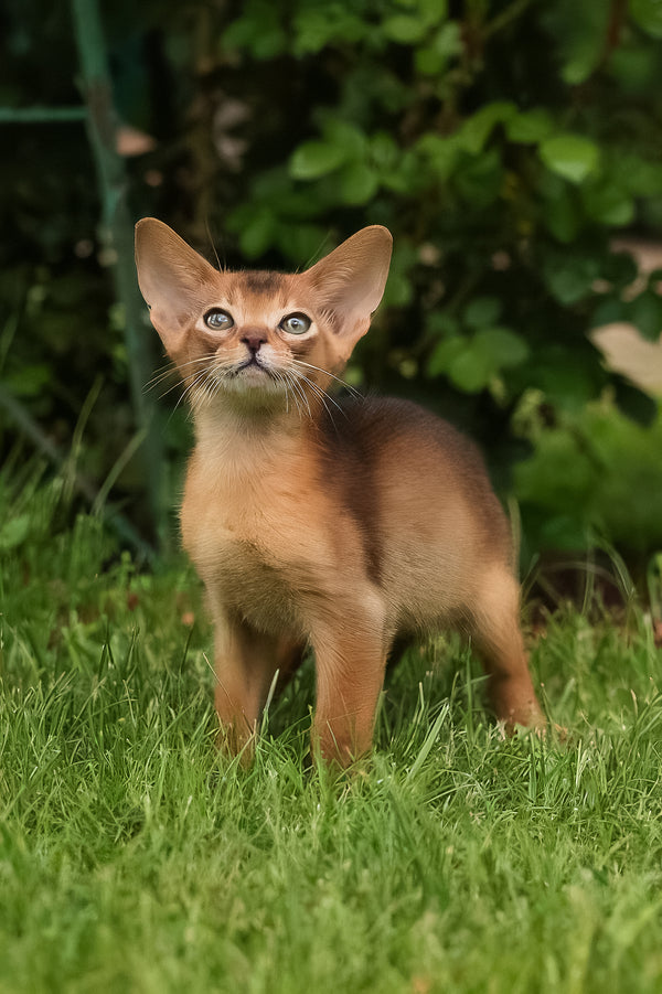 Billy | Abyssinian Kitten
