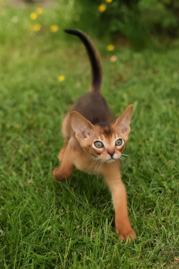 Billy | Abyssinian Kitten