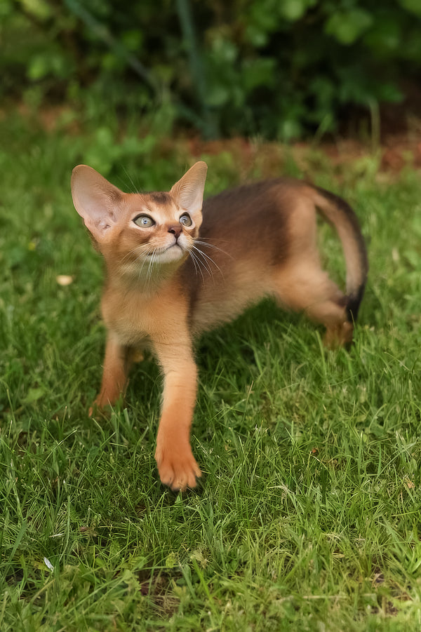 Billy | Abyssinian Kitten