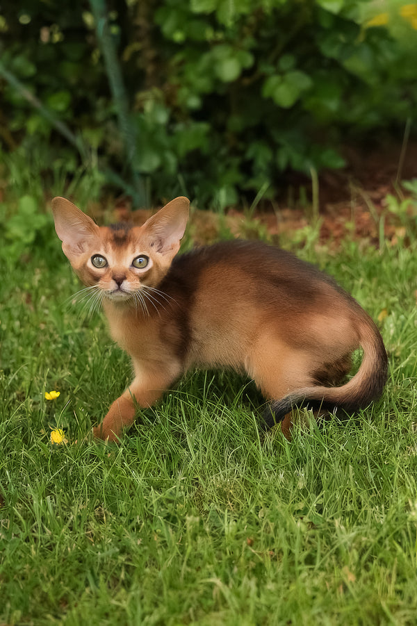 Billy | Abyssinian Kitten