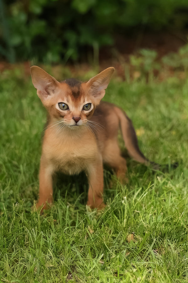 Billy | Abyssinian Kitten