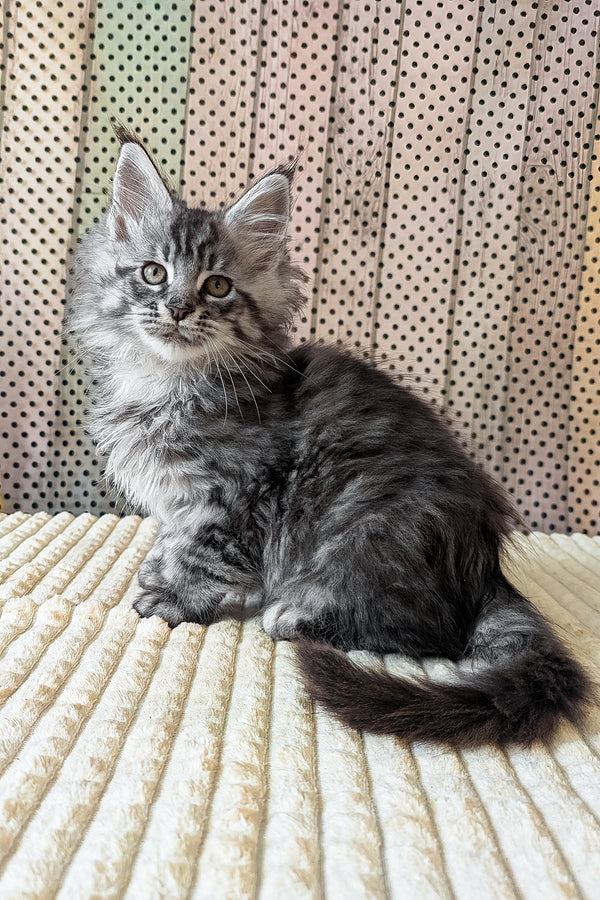 Bingo | Maine Coon Kitten