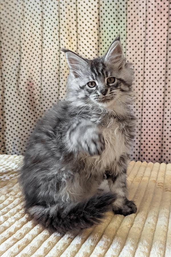 Bingo | Maine Coon Kitten