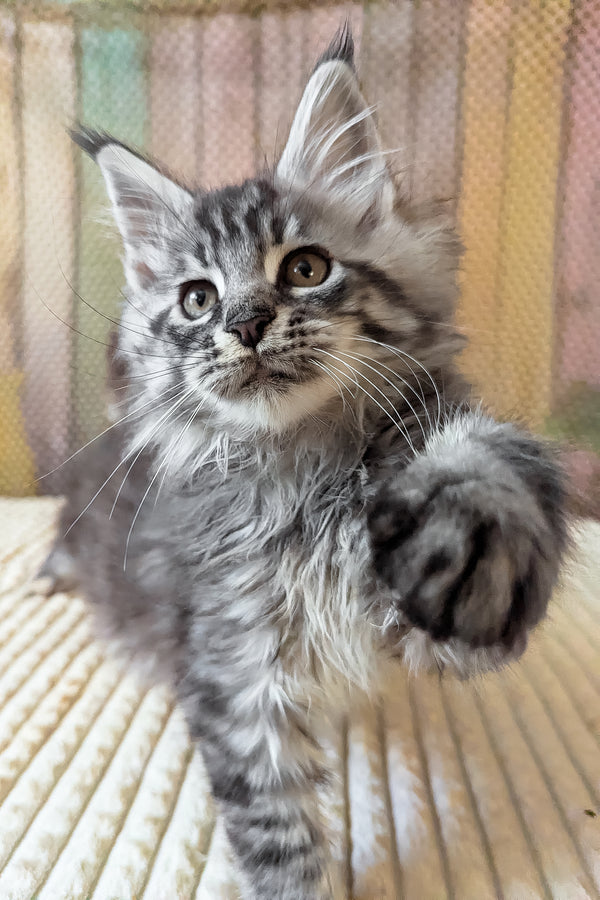 Bingo | Maine Coon Kitten