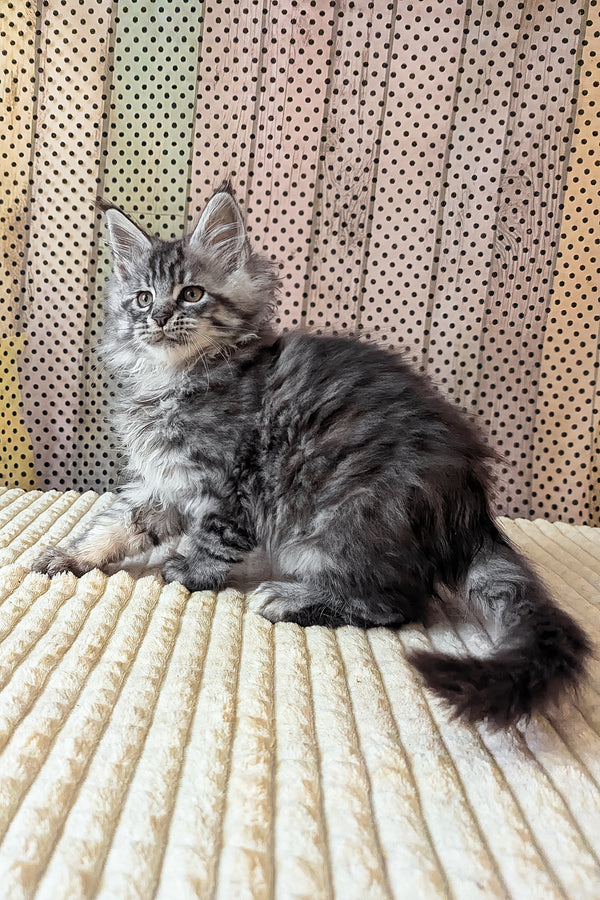 Bingo | Maine Coon Kitten