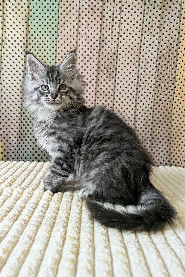 Bingo | Maine Coon Kitten
