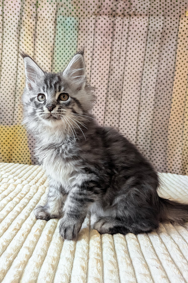 Bingo | Maine Coon Kitten