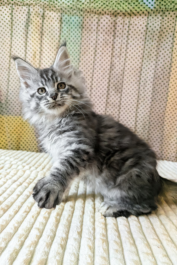 Bingo | Maine Coon Kitten