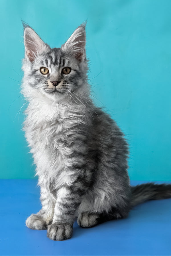 Bingo | Maine Coon Kitten