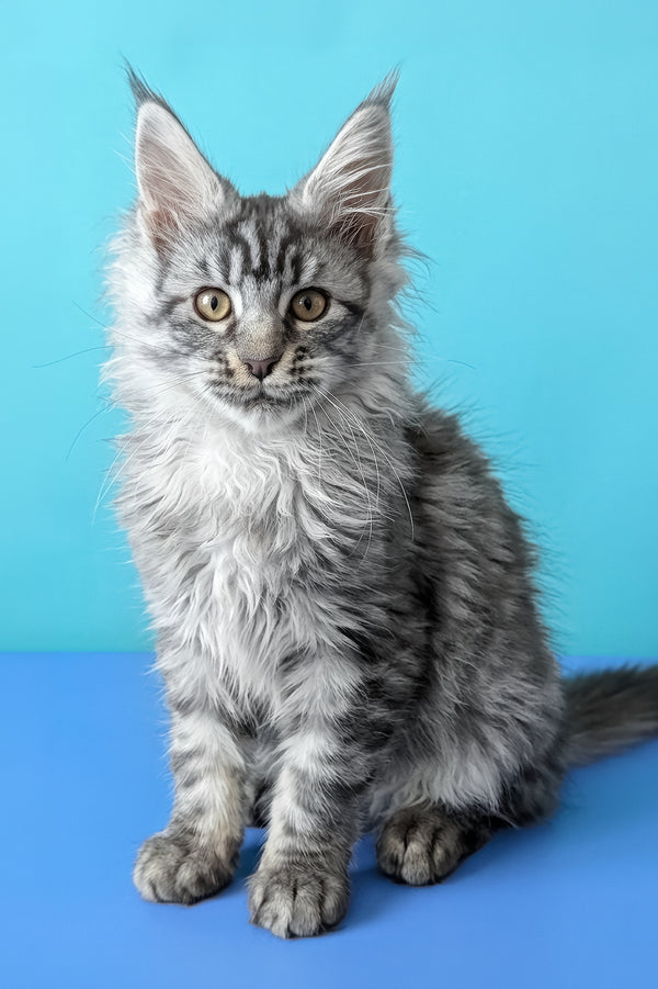 Bingo | Maine Coon Kitten