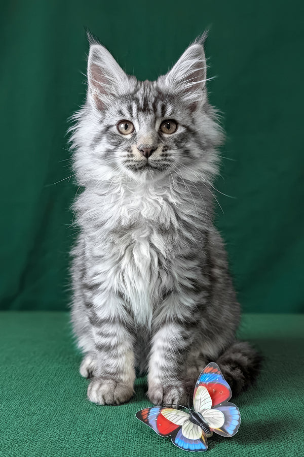 Bingo | Maine Coon Kitten