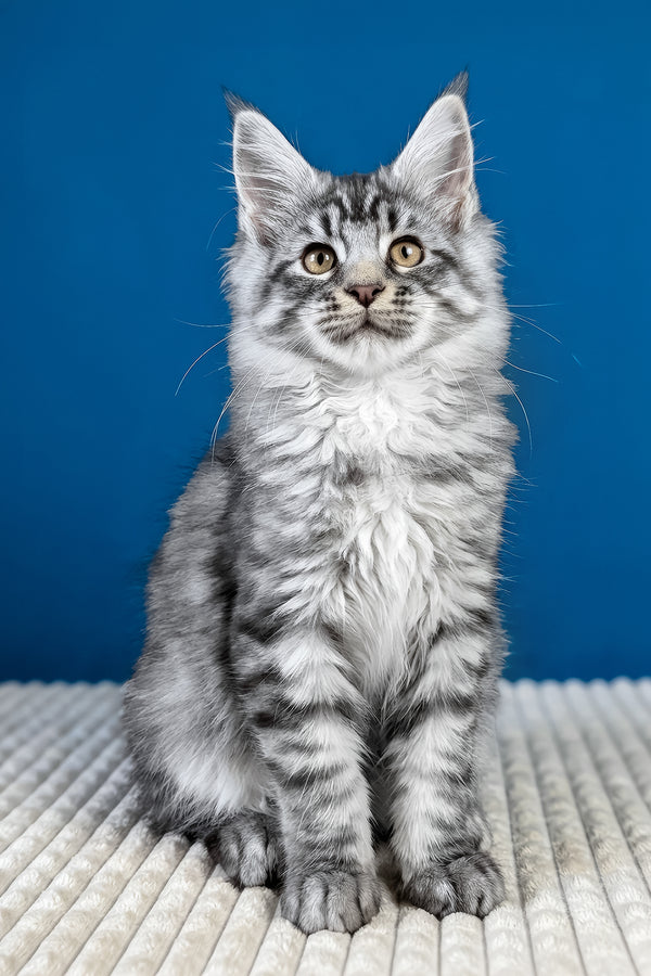Bingo | Maine Coon Kitten