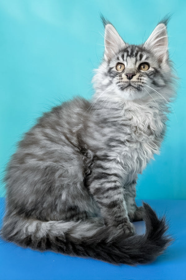 Bingo | Maine Coon Kitten
